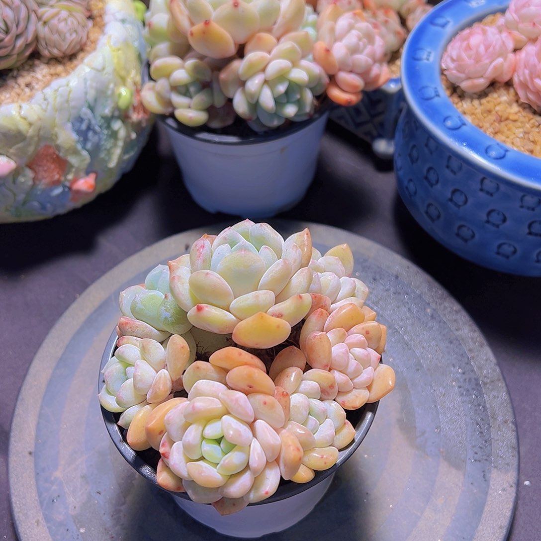 格*白梦，多肉植物