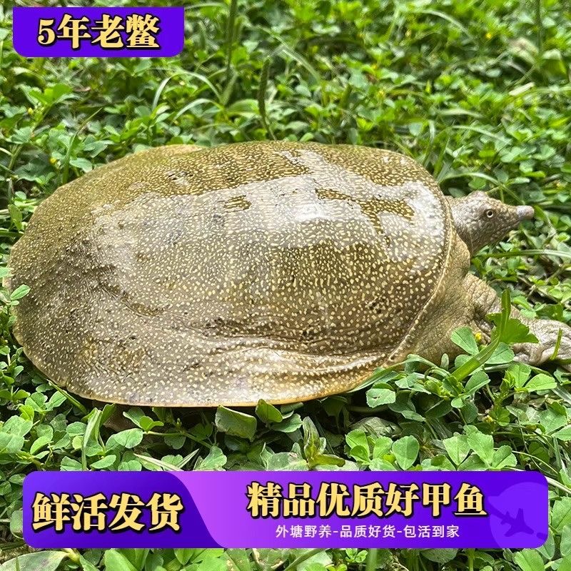 京东包邮】外塘生态甲鱼只5.5-6斤青黄背大小公母随机发货