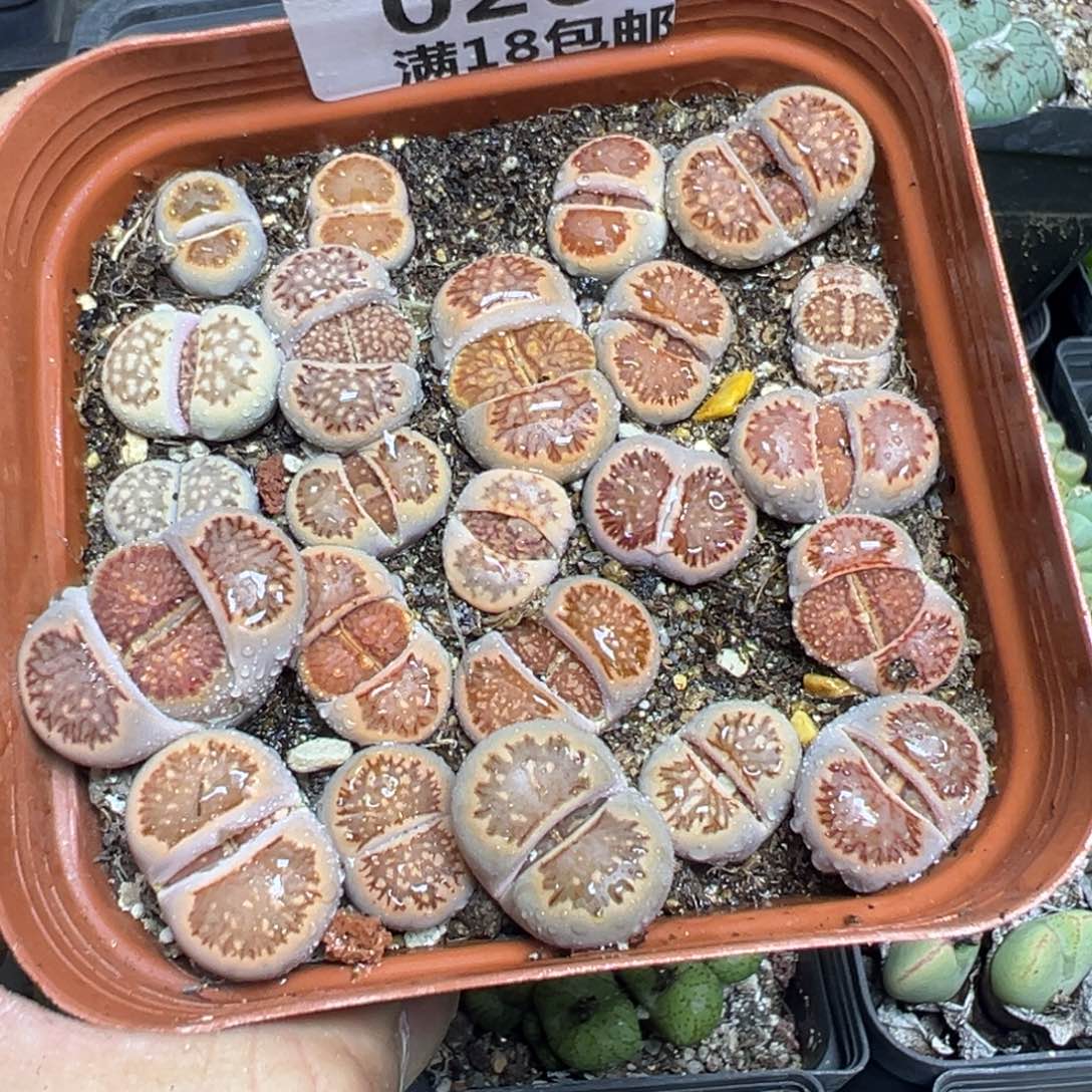 【闪购商品】 020。