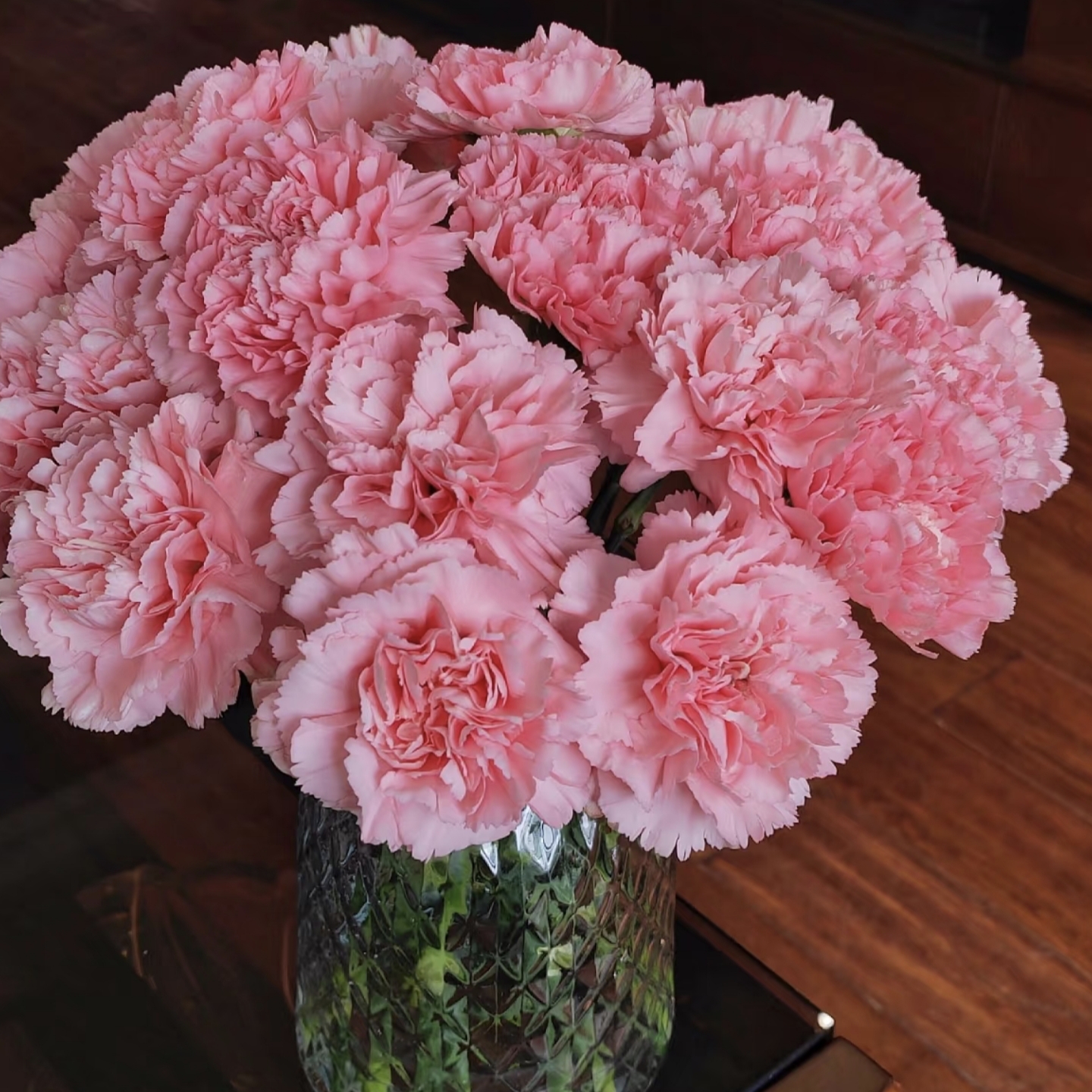 粉钻 康乃馨盆栽花卉阳台新手易养护带花苞发货