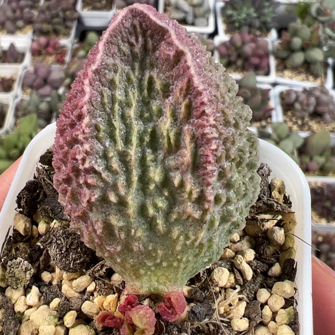 超大母叶胖五大苗多肉植物