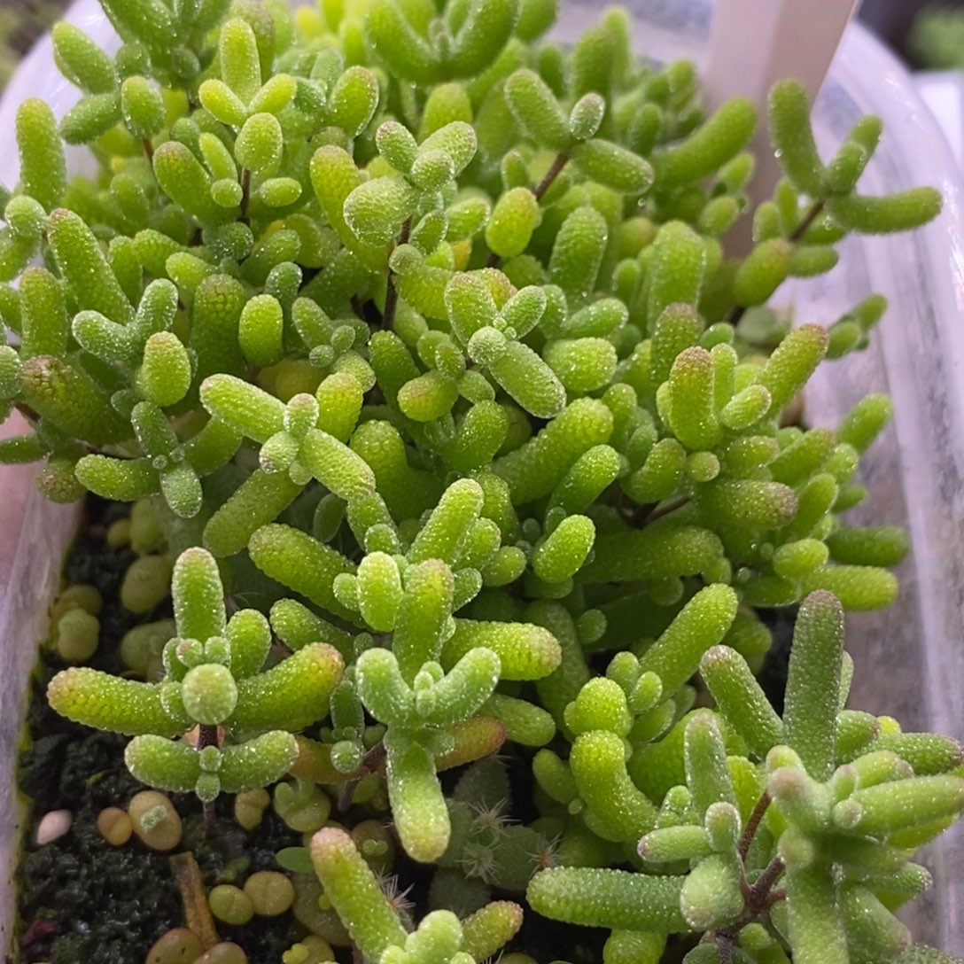 76混合切糕。                