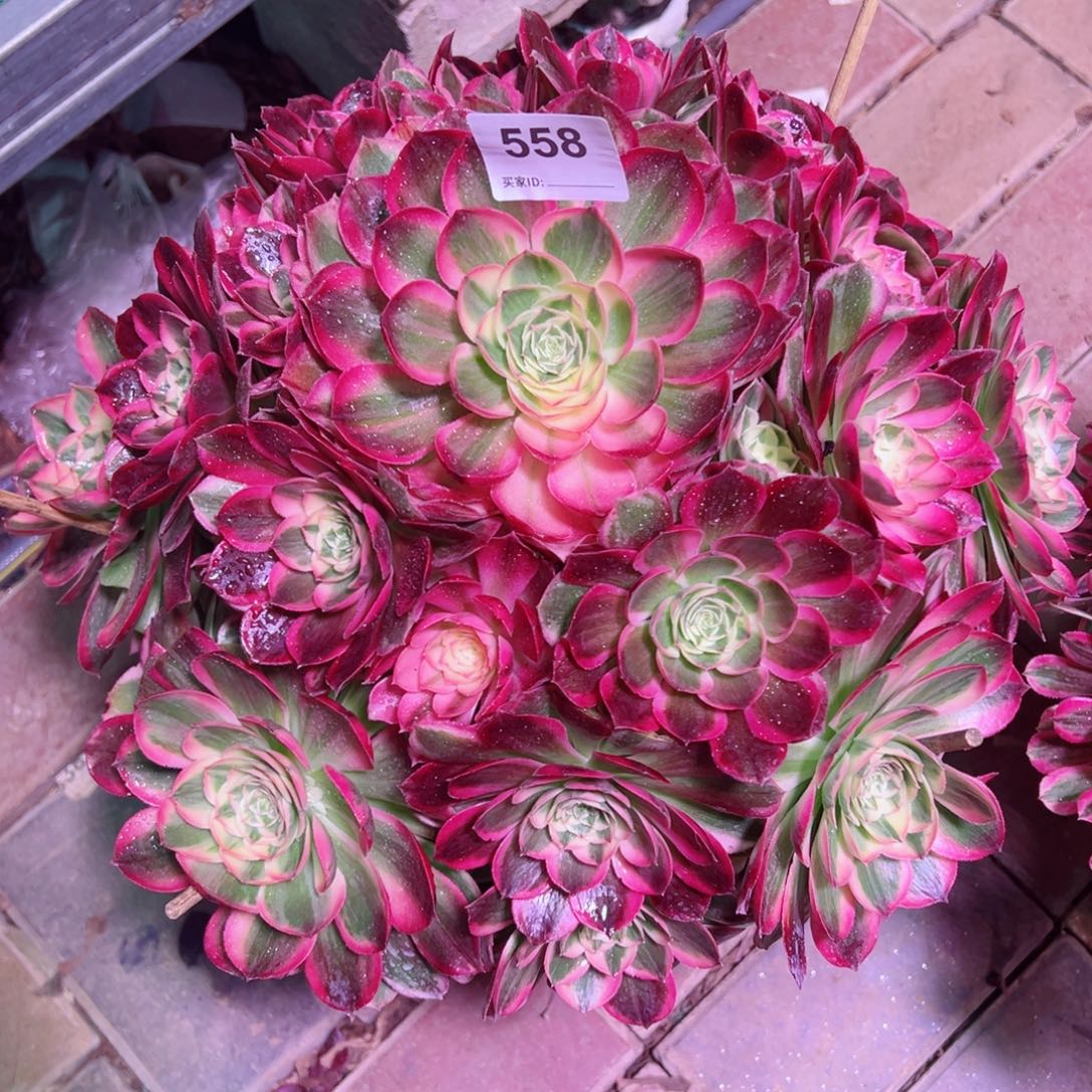 558倾城变异法师多肉植物