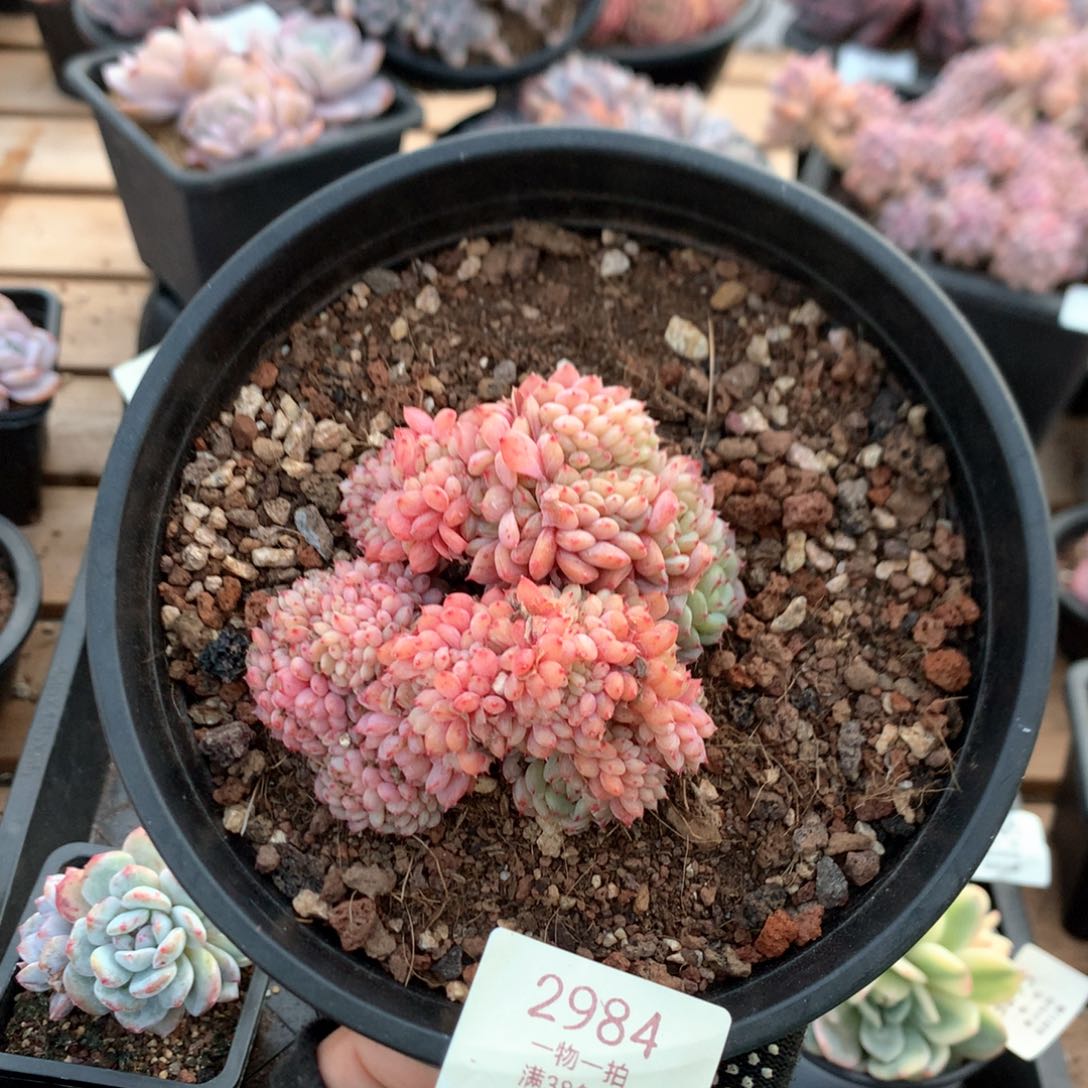 9厘米白胖子缀2984