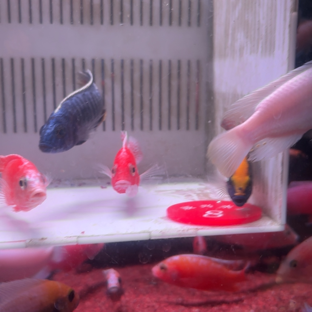 彼***！慈鲷鱼直播8号4条