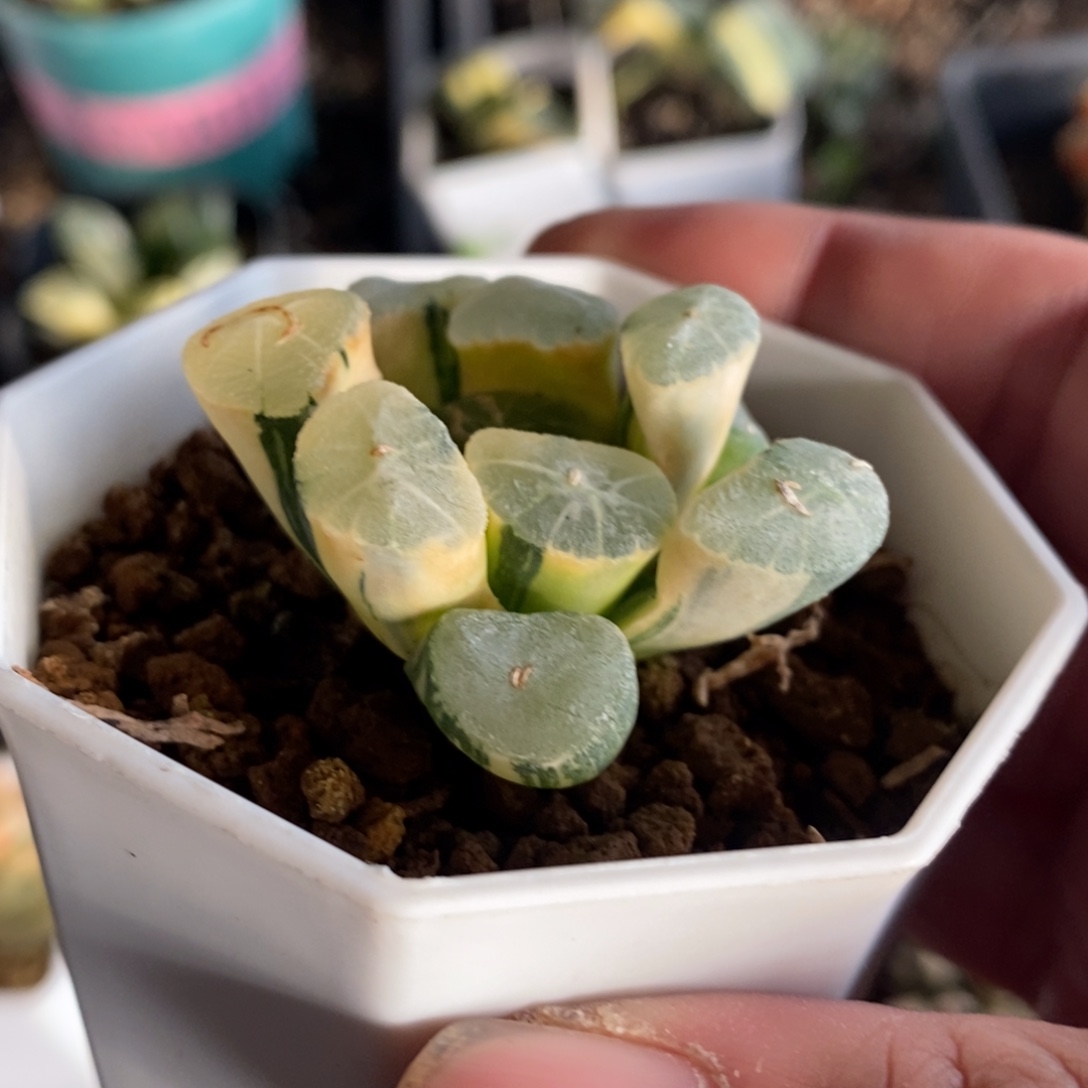 一颗万象锦 开播福利