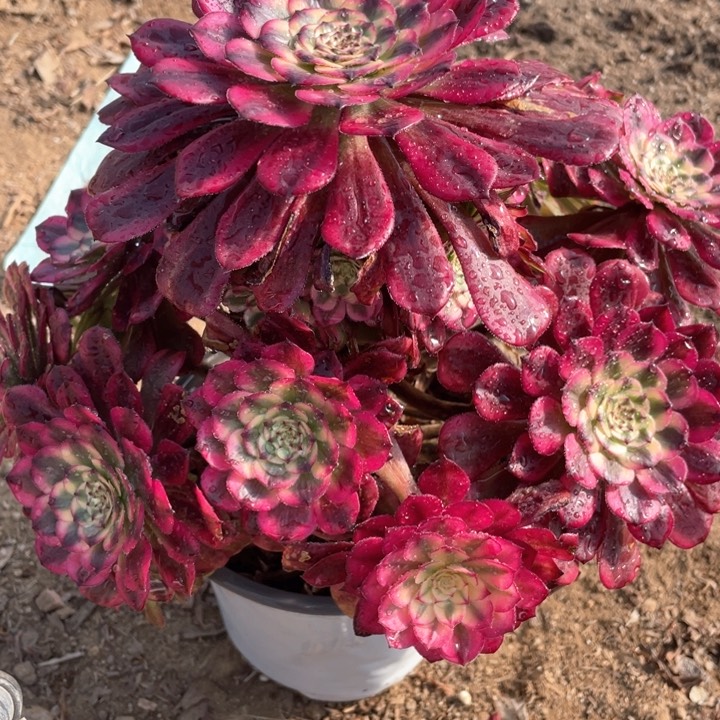 479多肉植物月蝉