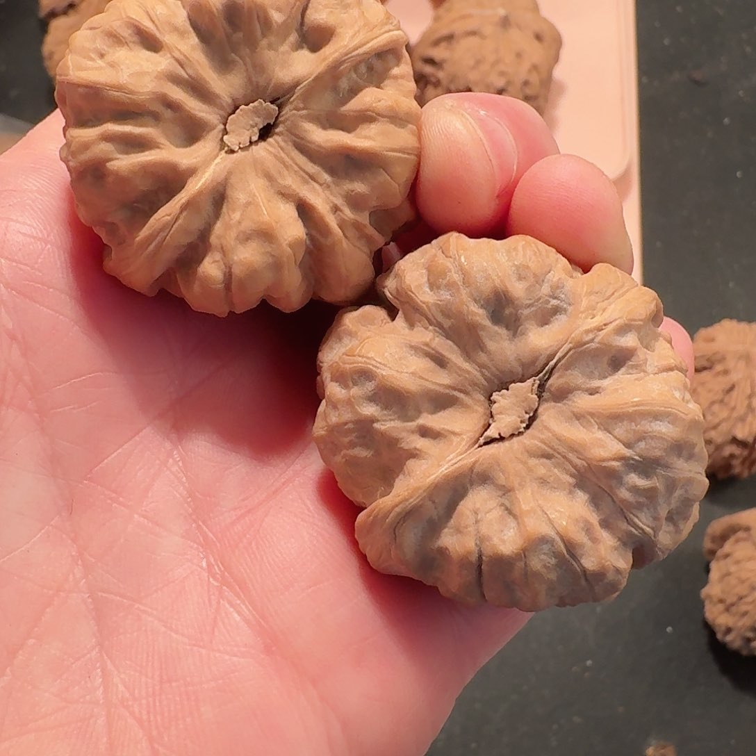 Y****.全品蛤蟆头狮子头40