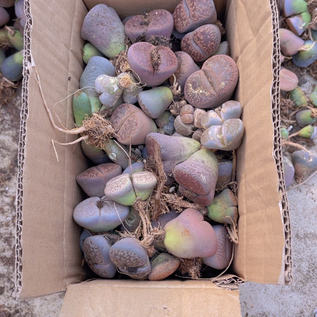 一箱母本888888888