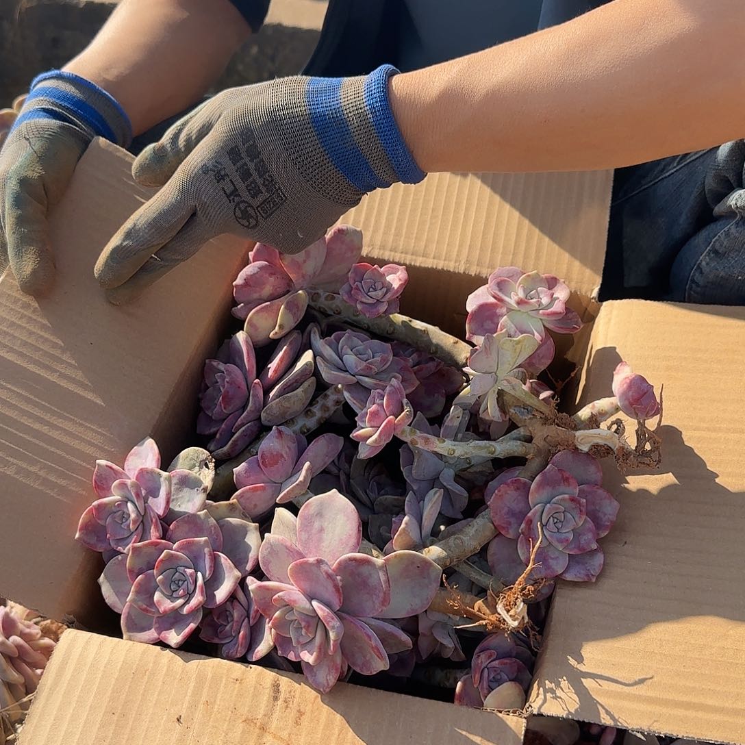 箱拍紫乐多肉轻微断肢不售后看好在拍