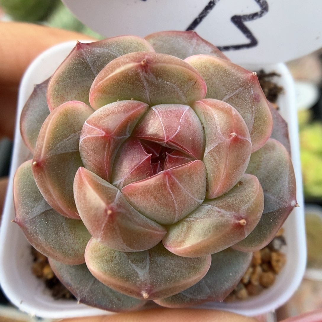 梦岚新品可拍573号。 