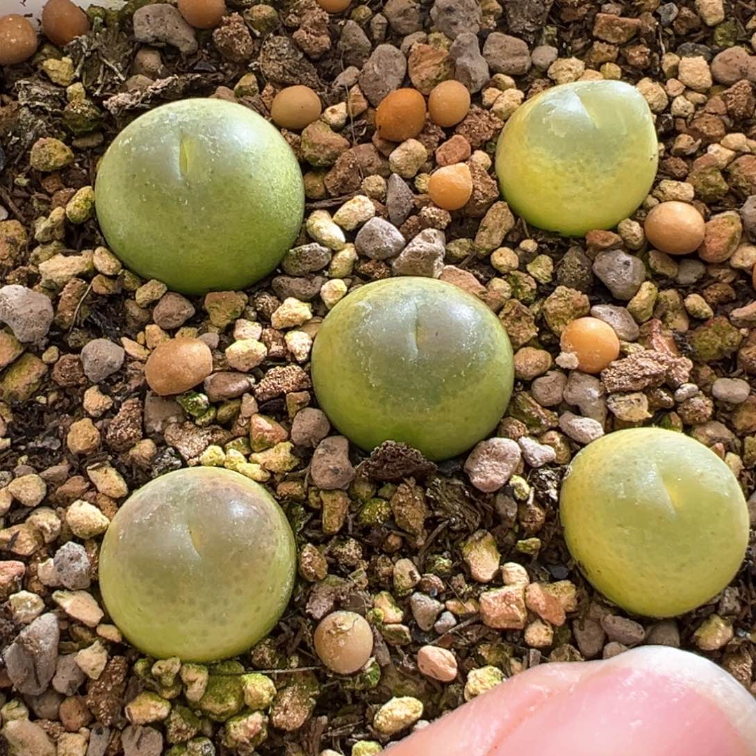 12。拉登杂。单颗 可挑 包红