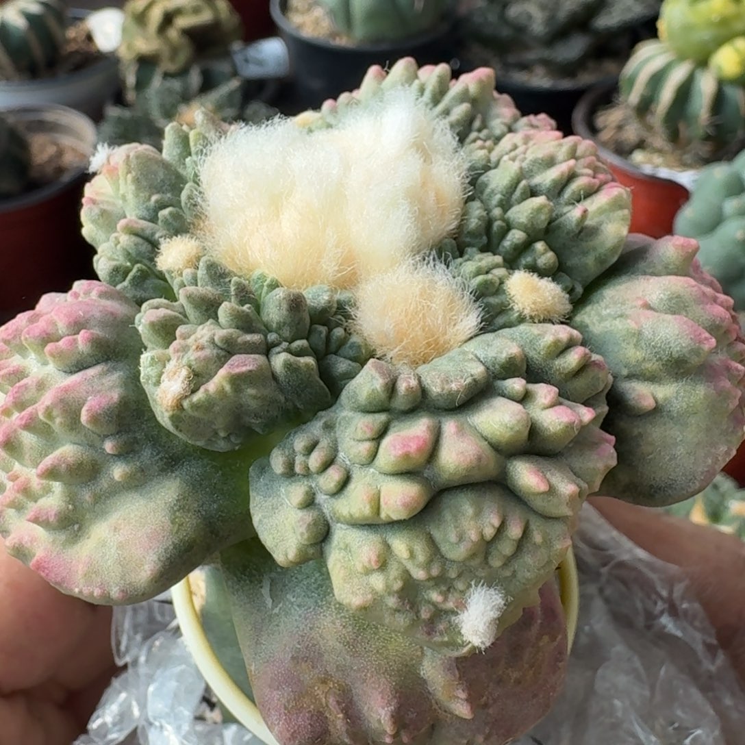 【闪购商品】怒涛锦福利