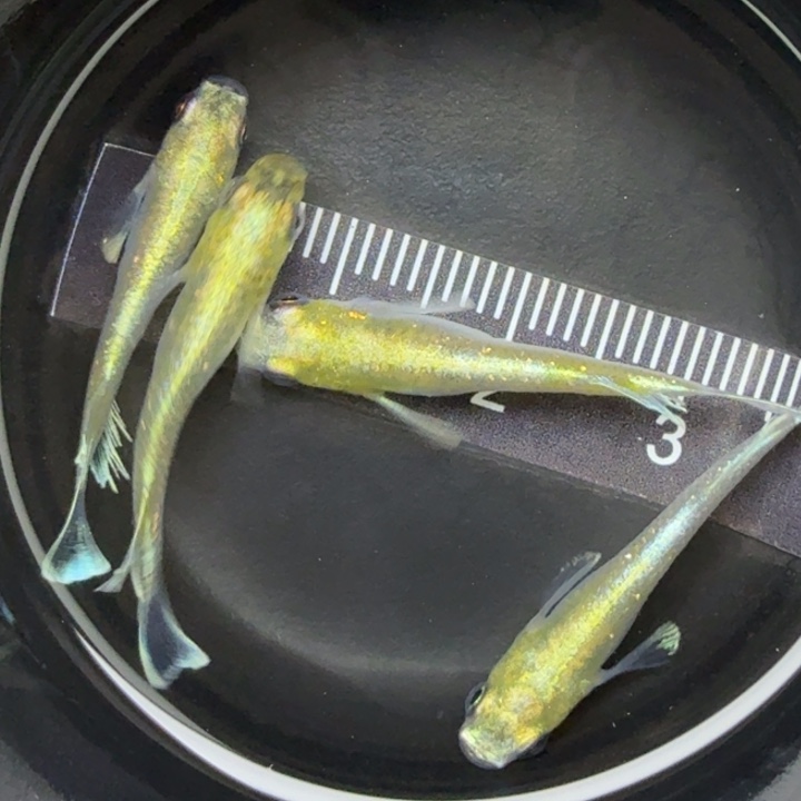 青鳉鱼帝姬10号青鳉