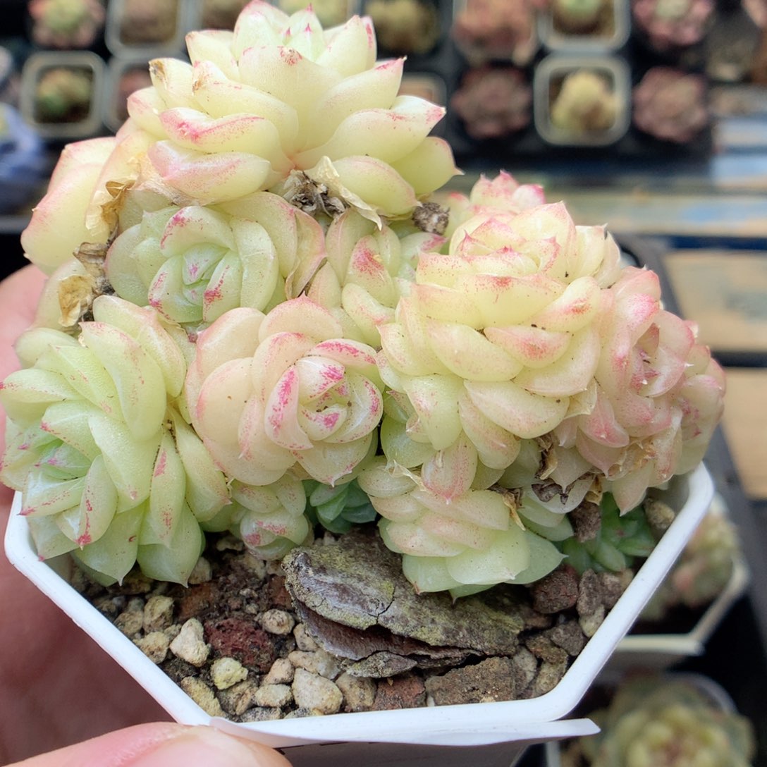 F145 ，20包邮两天凑单偏远不发货