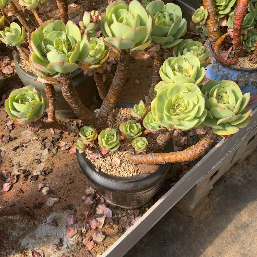 H****g31号老庄多肉植物