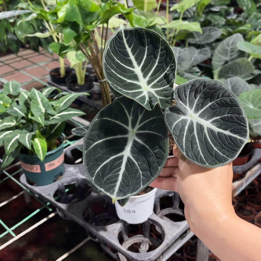 无花朵021 忍者海芋