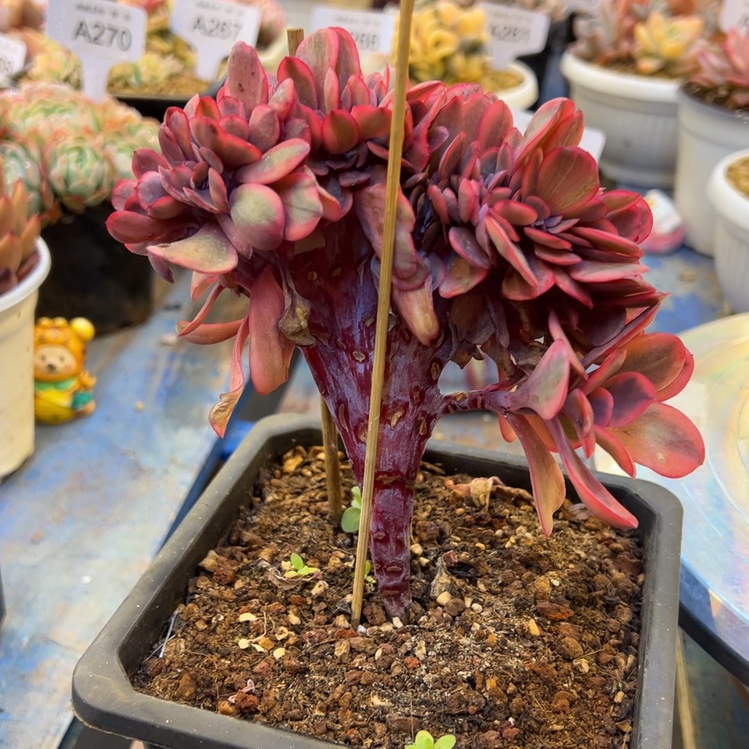 天使之翼锦缀，，，，，，，，，，，，，，，