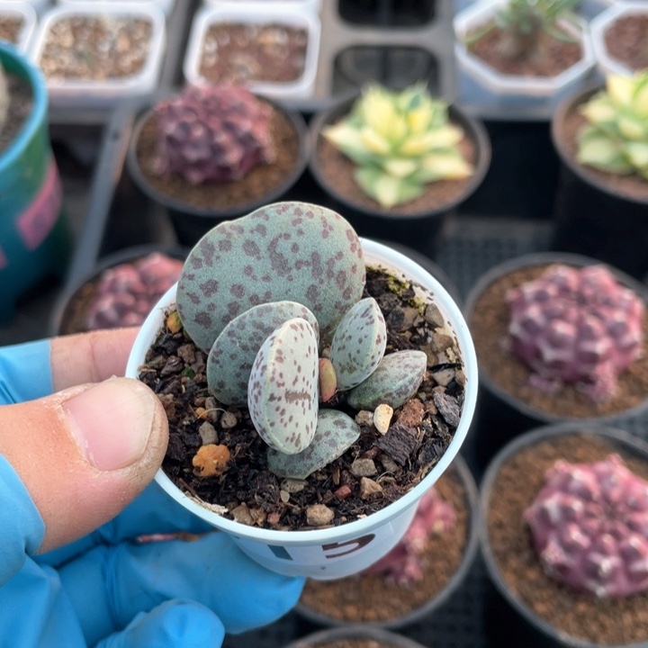 615花斑虎水泡多头