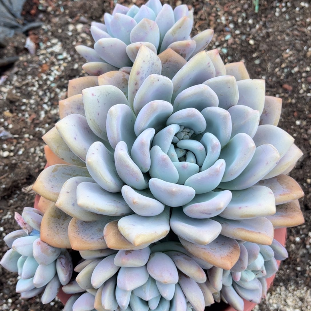 万***缘好姑娘多肉园艺、寄养奥普