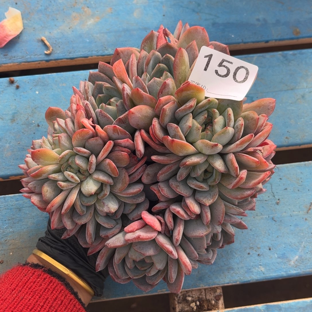 150号新疆西藏内蒙古不包邮