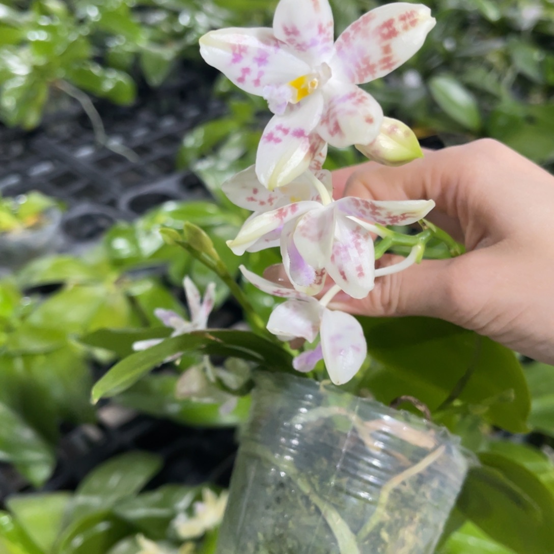 完全开放蘑菇盾蝴蝶兰