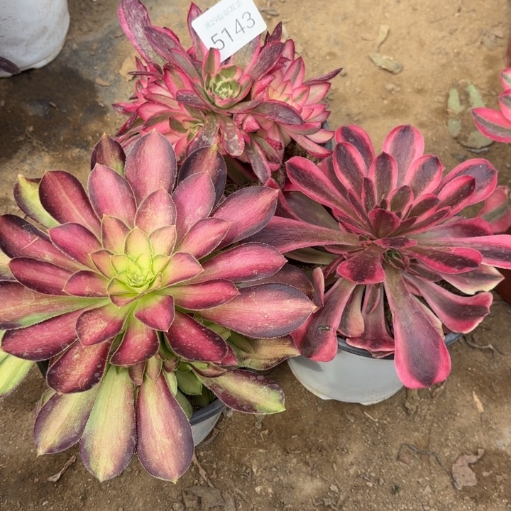 3颗多肉法师5153