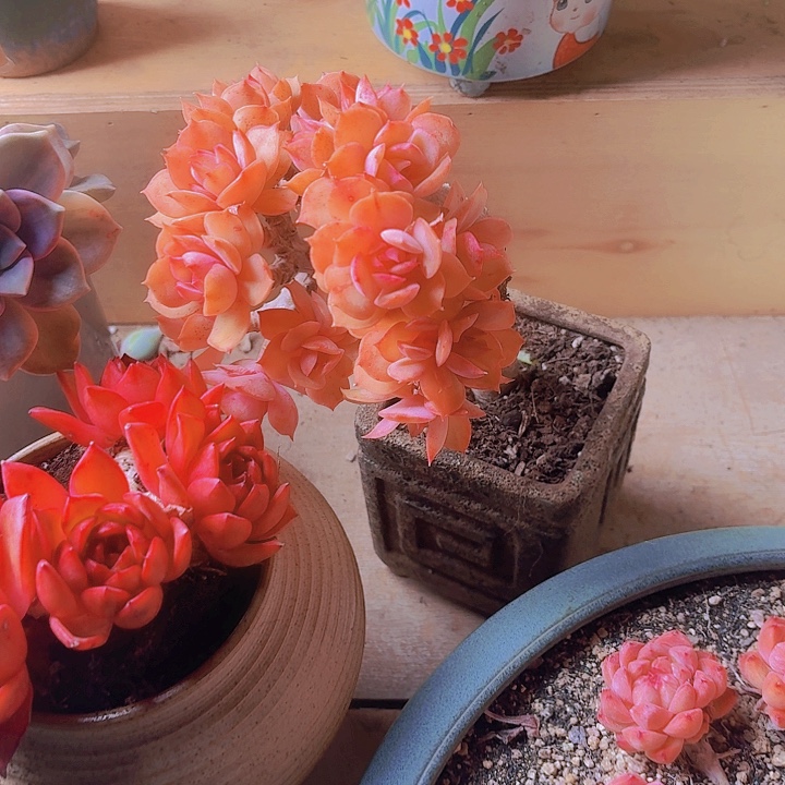 长***安金辉多肉精品一物一拍福利处理