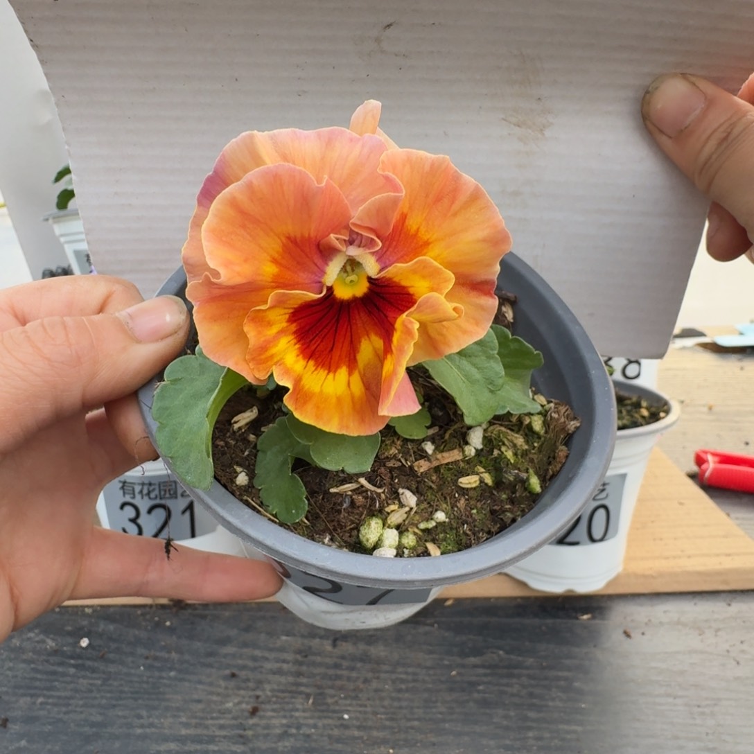 无花朵327号角堇