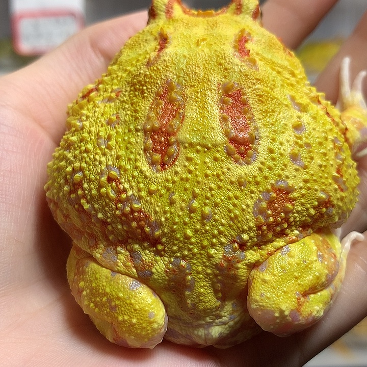 角蛙0162褪纹黄金 母