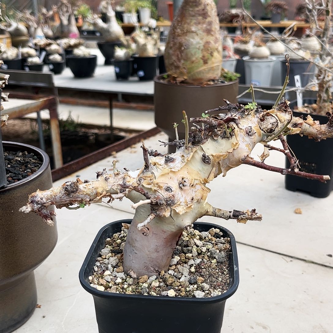 潮流植物有选图坎，