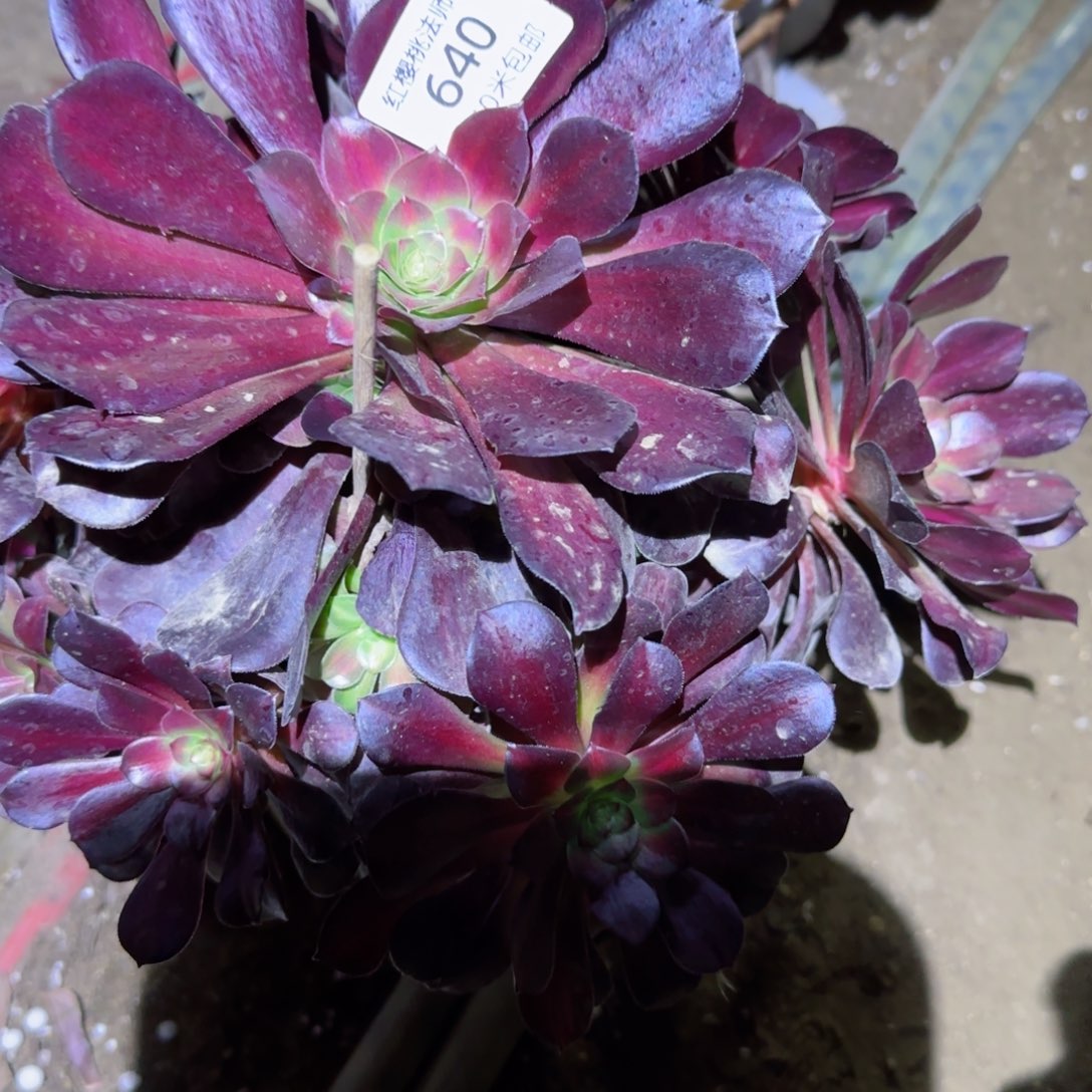 女巫中班法师多肉640