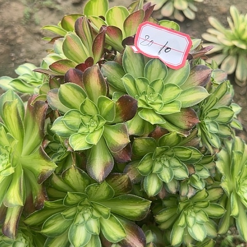 多肉韶华20不包断枝