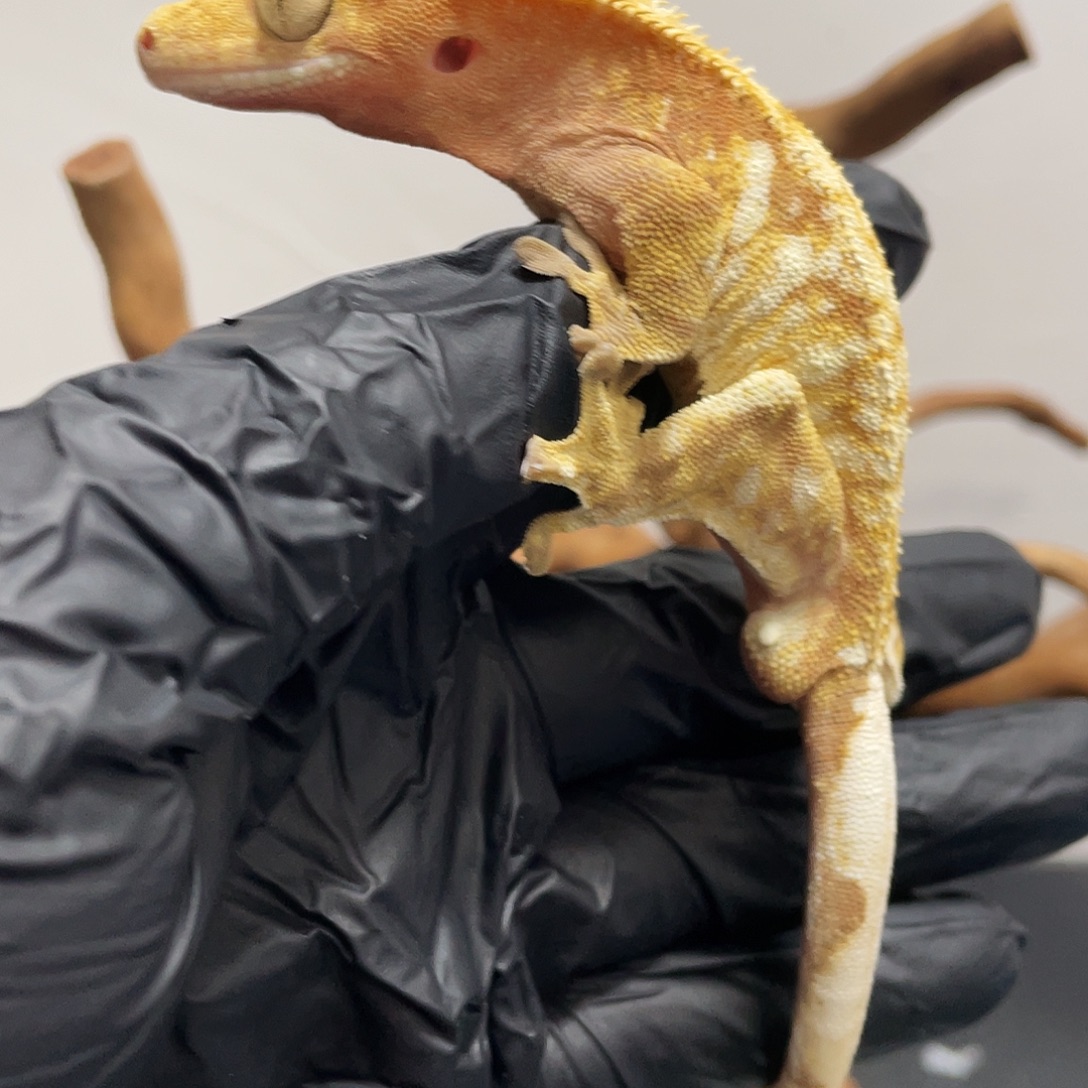 睫角守宫2025121211号秃尾尖