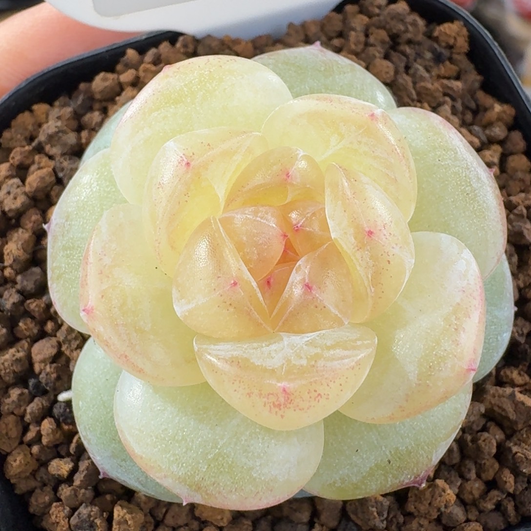 0103-26-0031单头一颗