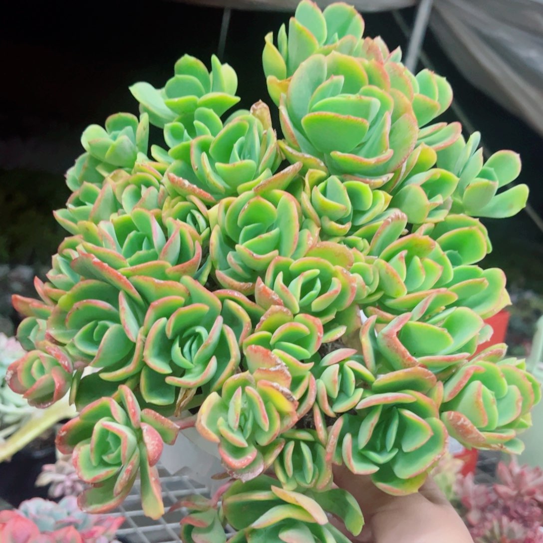 克里斯汀整装整群大盆
