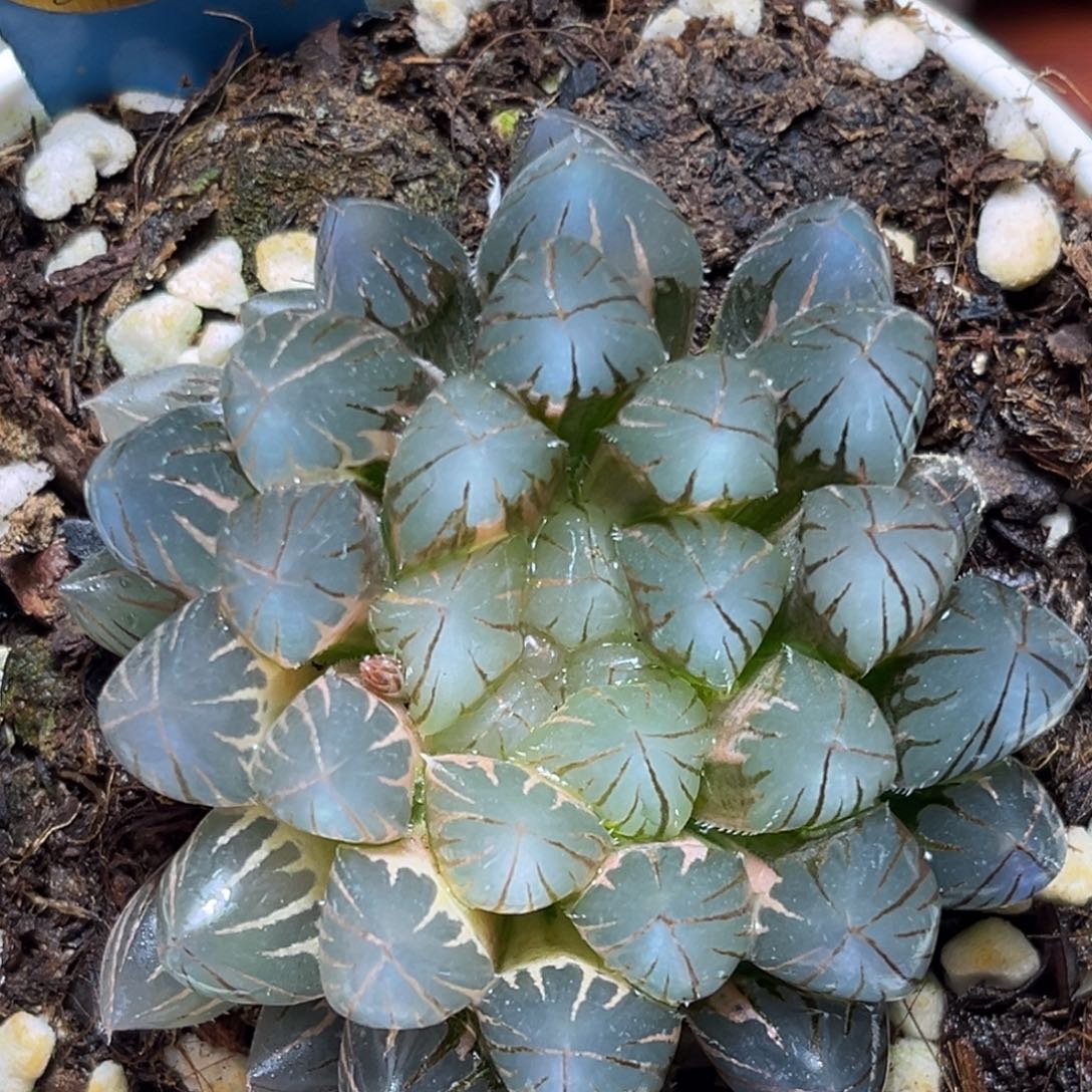 恭喜发财大吉大利0110霓虹灯