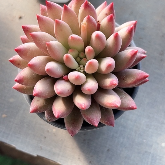 我是第一百个为妖刀应援的阴阳