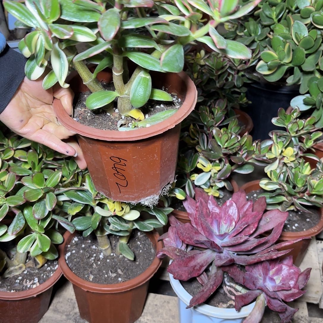 6402三三白锦土球发