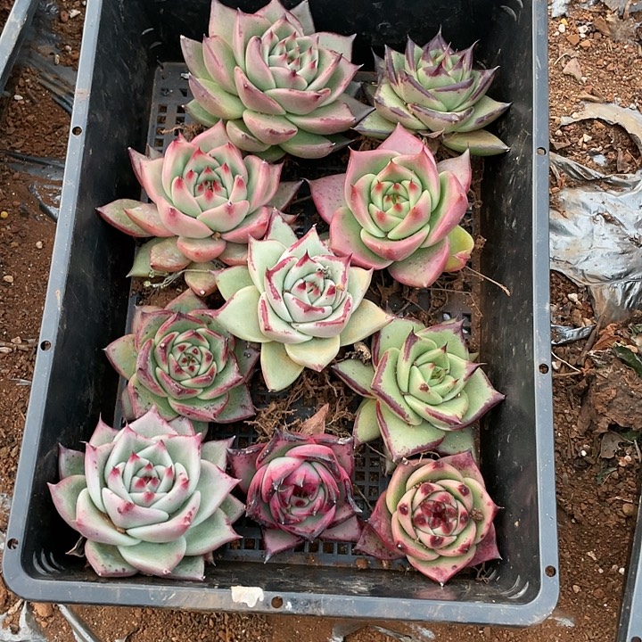 无花朵若如东云单拍E934