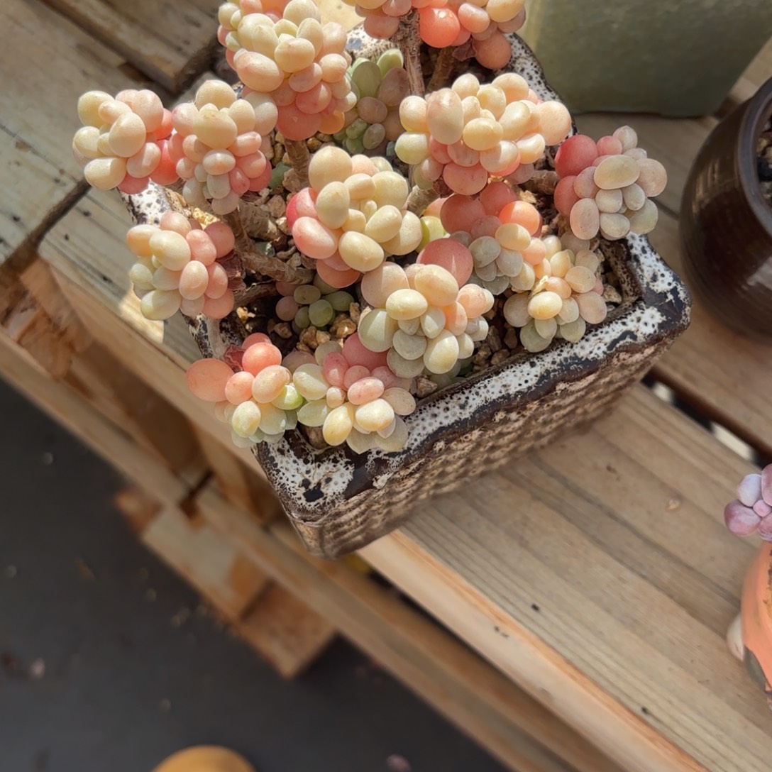 熙诚精品多肉001号