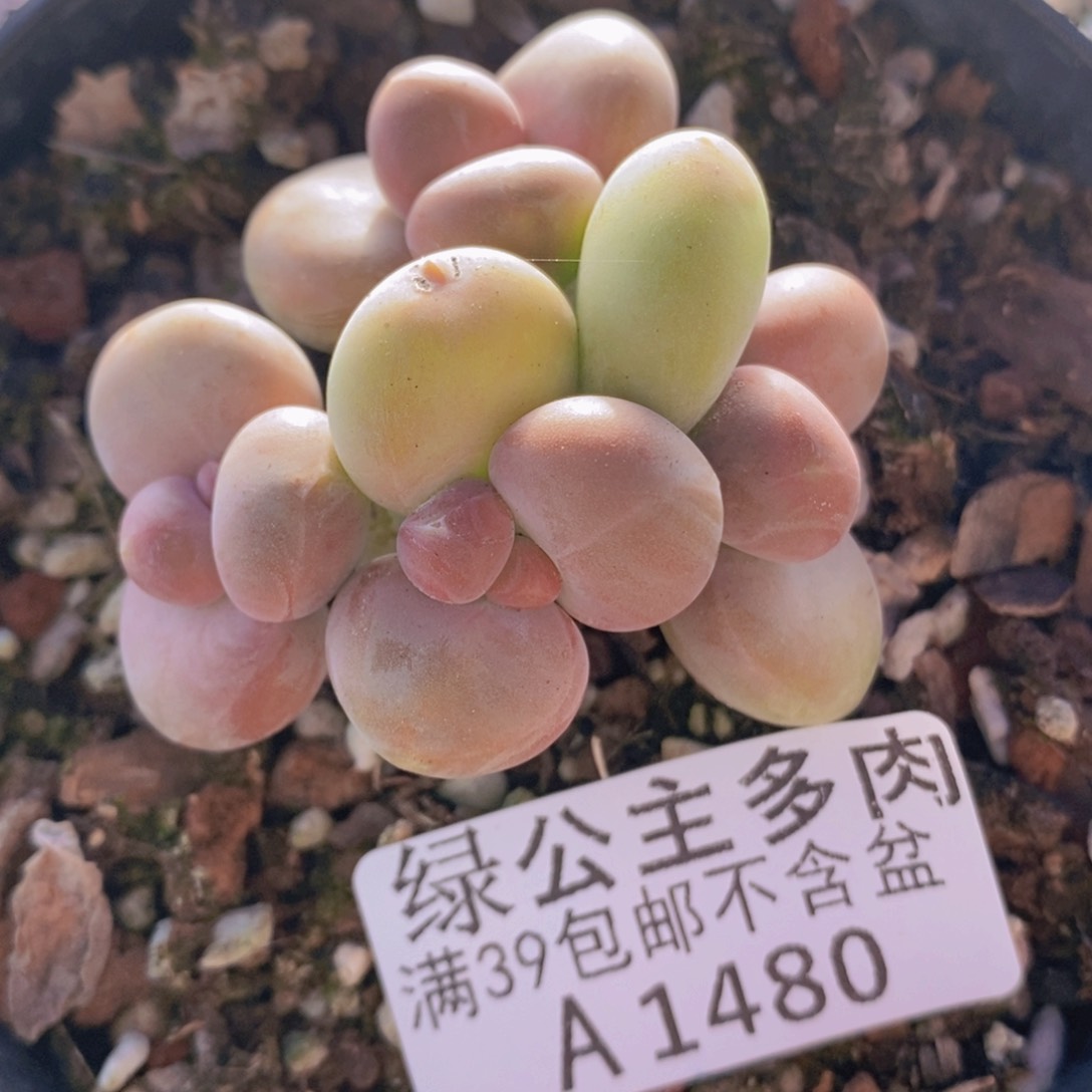 kk奶5cm1480多肉植物