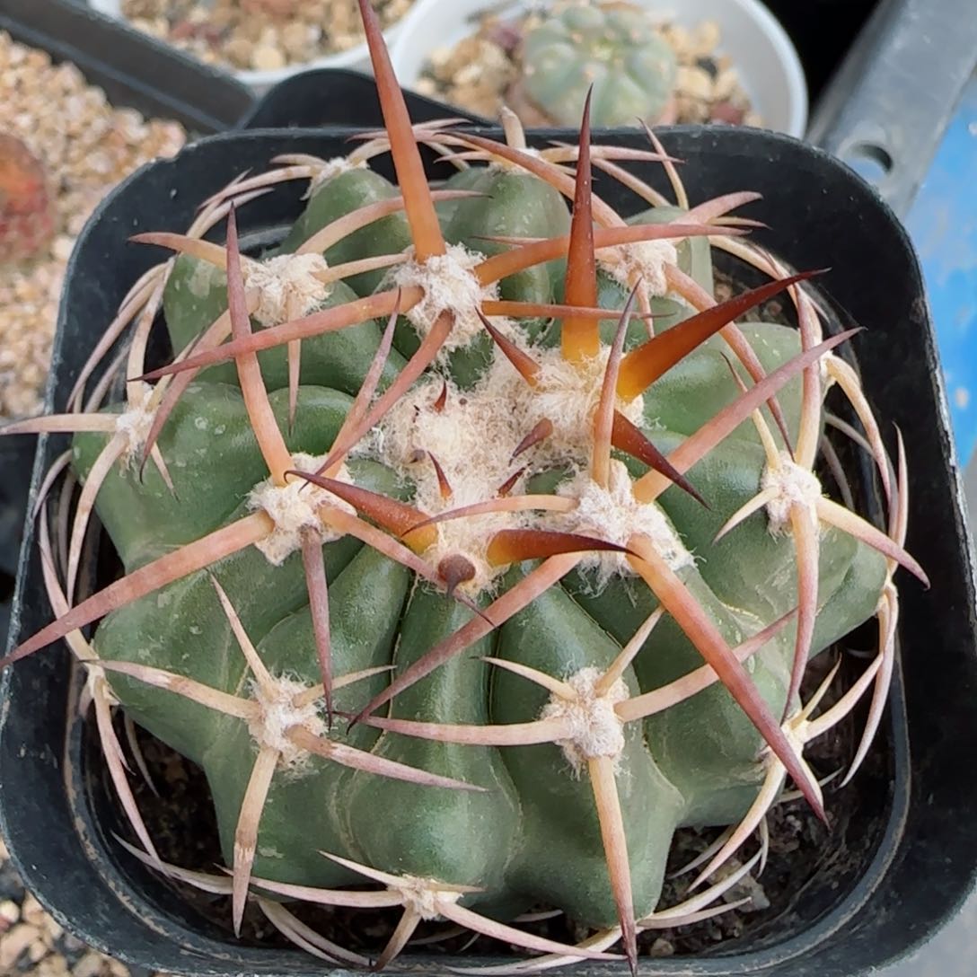 55实生圆盘玉多肉