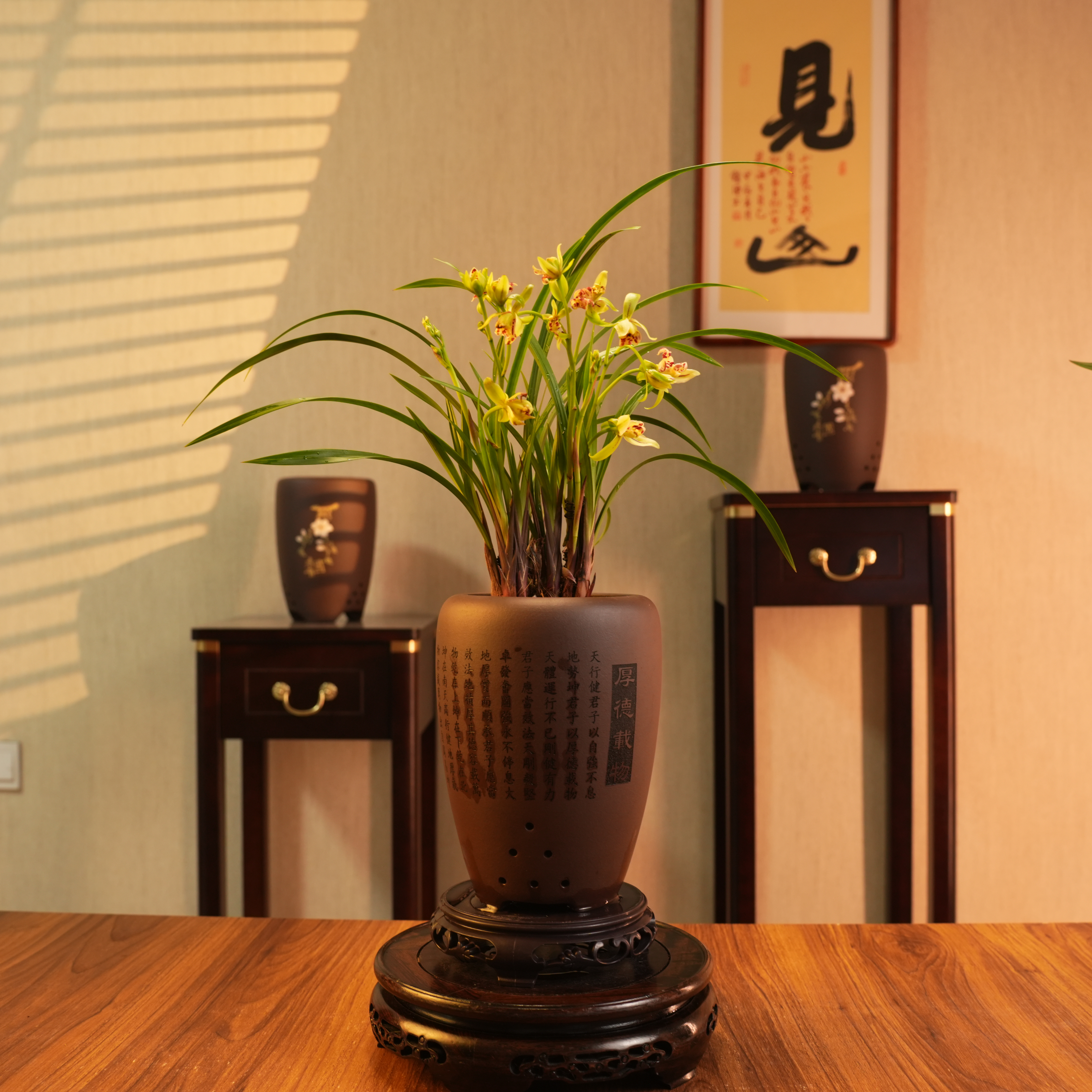 【老种青龙牡丹】高端建兰四大奇花浓带花苞名贵兰花客厅办公室内