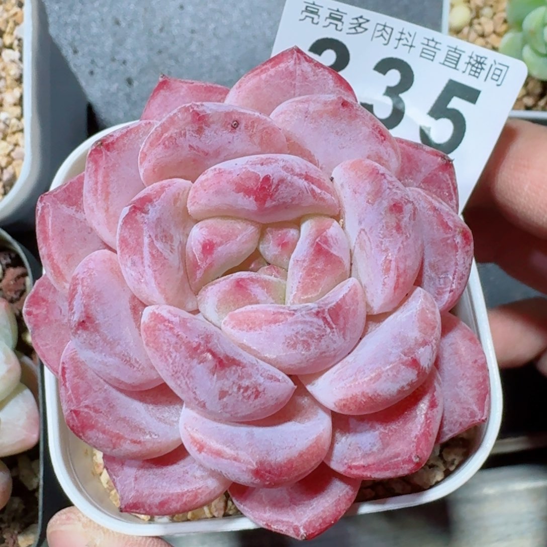 冰魄         精品多肉