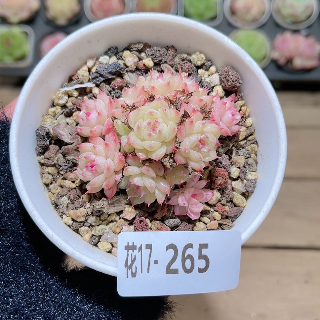 花利美17-265海王