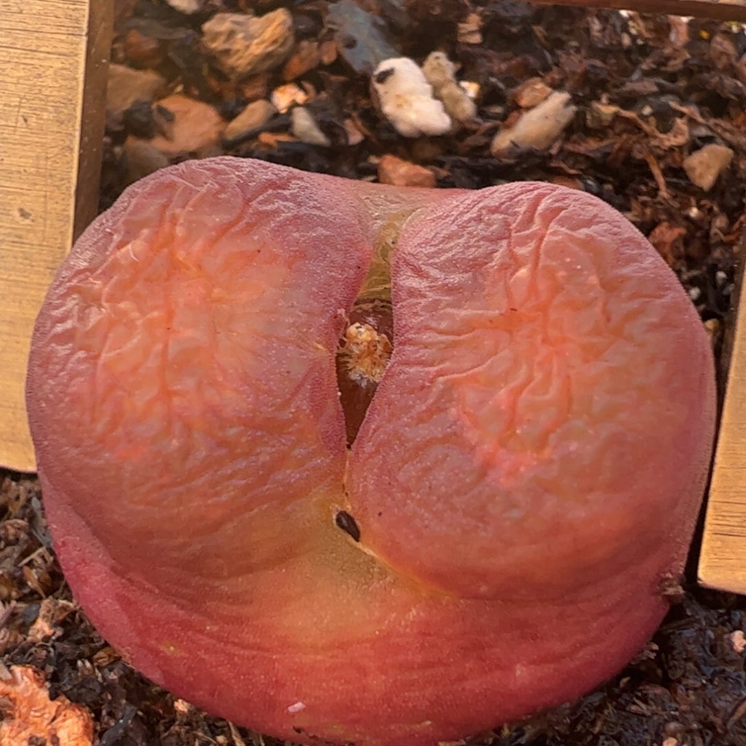 水蜜桃多肉植物百科2.2厘米