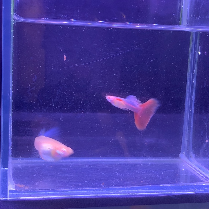 孔雀鱼天使彩虹1对