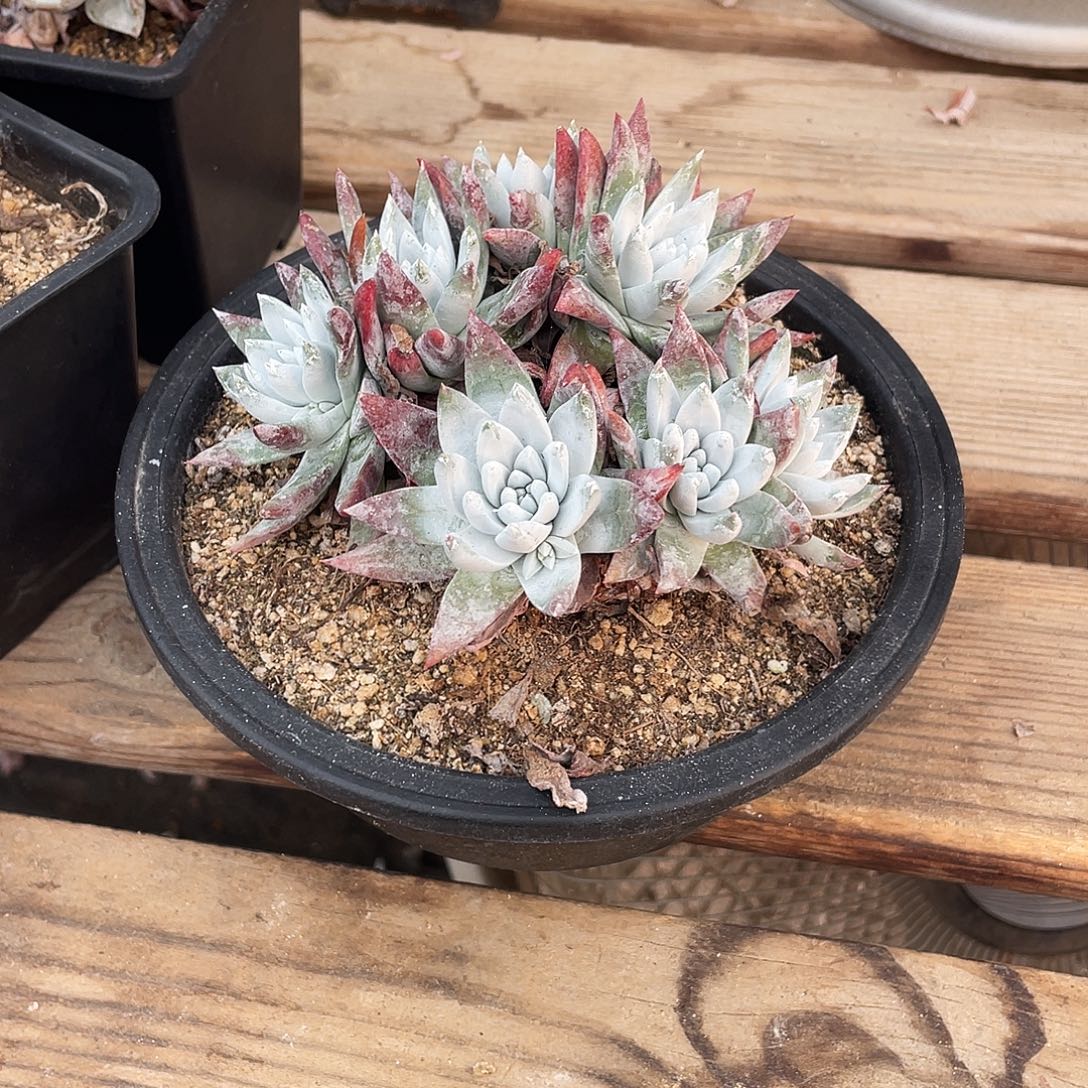 晨溪园艺仙女杯呀