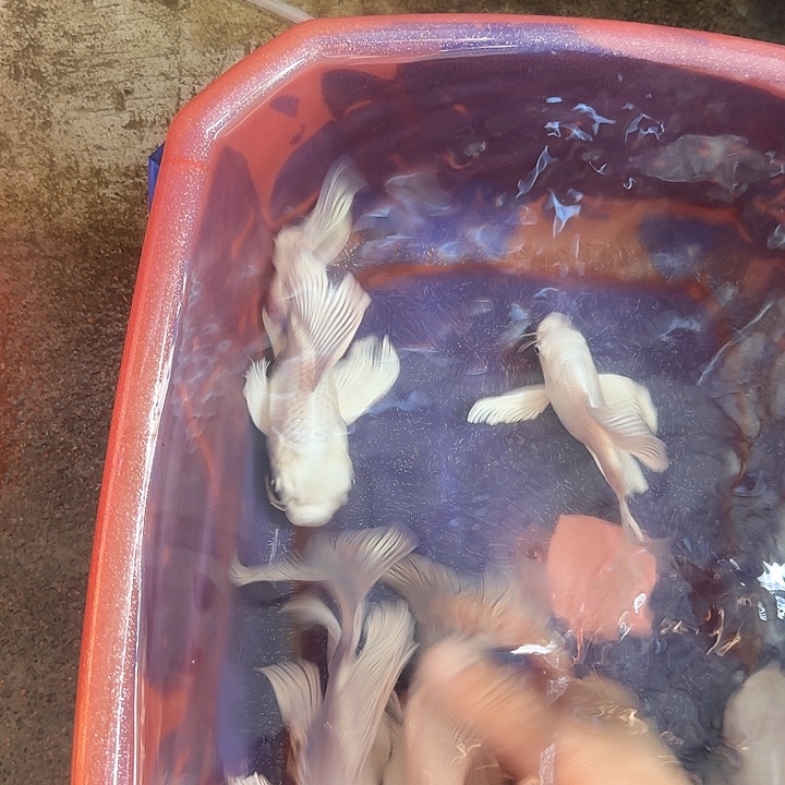 蝴蝶鲤鱼大鳍大尾，鱼好价不高